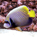Emperor-Angelfish_MNL_L
