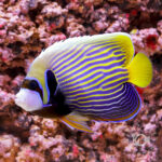 Emperor-Angelfish_MNL_L