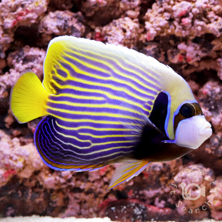Emperor-Angelfish_MNL_L