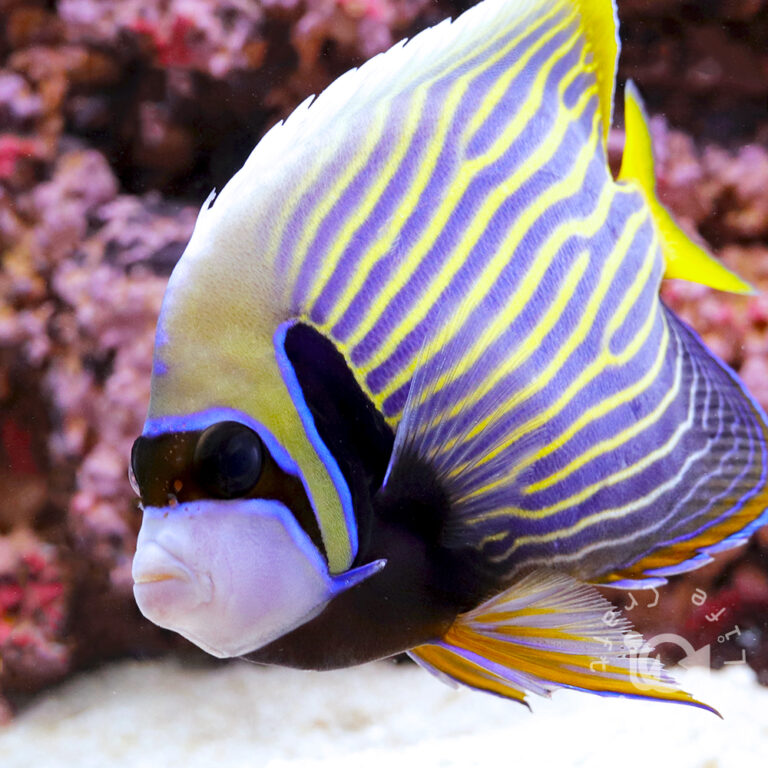 Emperor-Angelfish_MNL_L