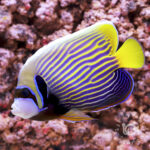 Emperor-Angelfish_MNL_L