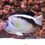 Griffis-Angelfish_250716