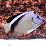 Griffis-Angelfish_250716