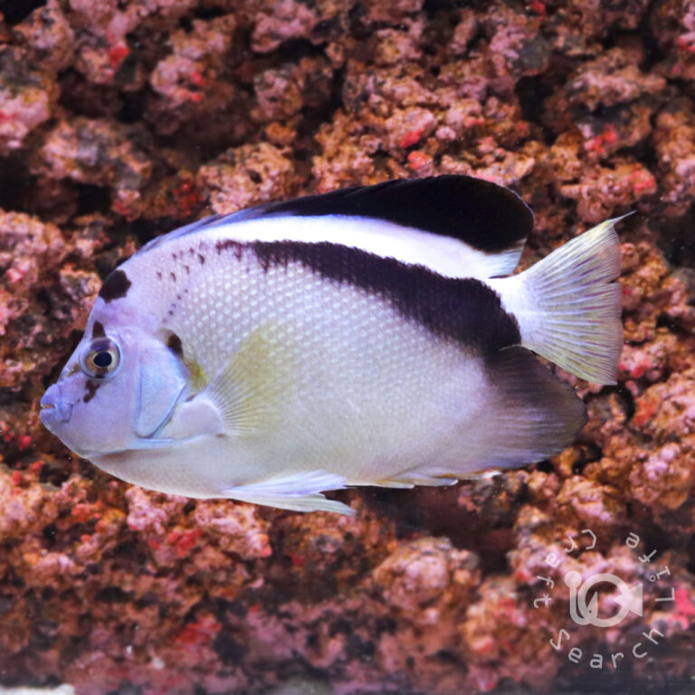 Griffis-Angelfish_250716