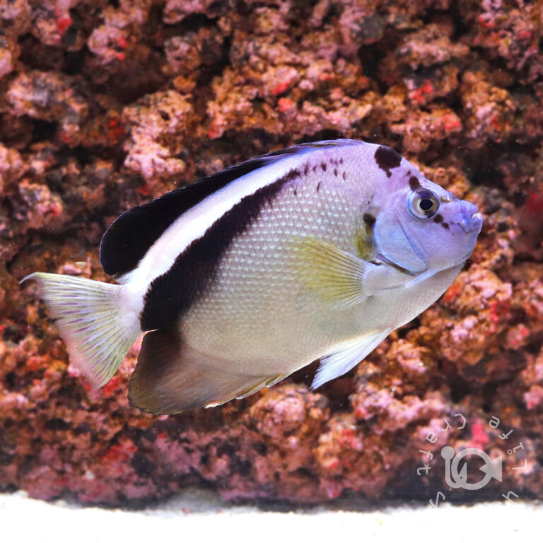 Griffis-Angelfish_250716