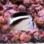 Griffis-Angelfish_250807