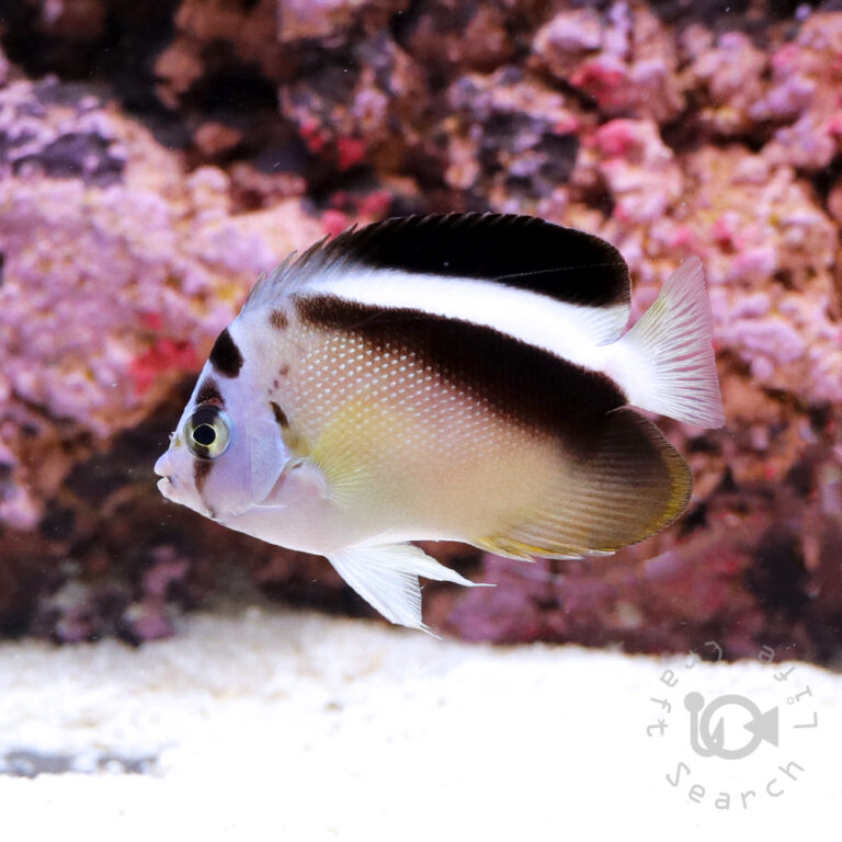 Griffis-Angelfish_250807