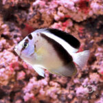 Griffis-Angelfish_250807