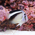 Griffis-Angelfish_250807