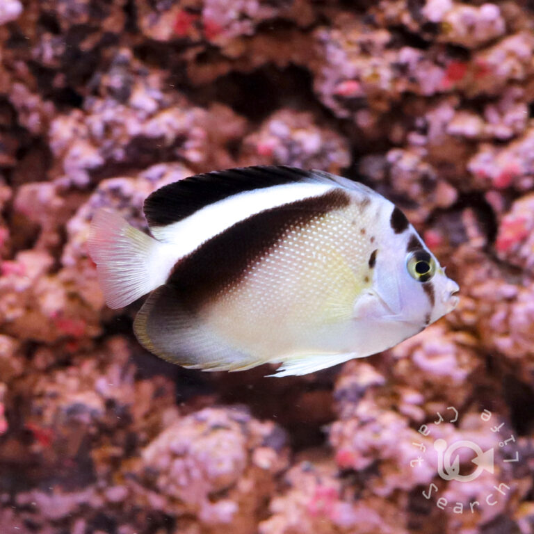 Griffis-Angelfish_250807