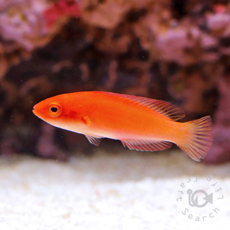 Magma-Fairy-Wrasse