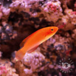 Magma-Fairy-Wrasse