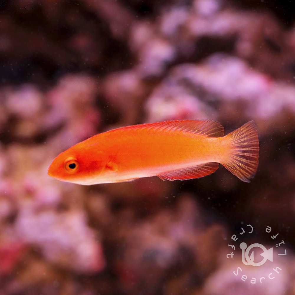 マグマフェアリーラス - 海水魚・小型水槽・人工ライブロック通販