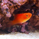 Magma-Fairy-Wrasse