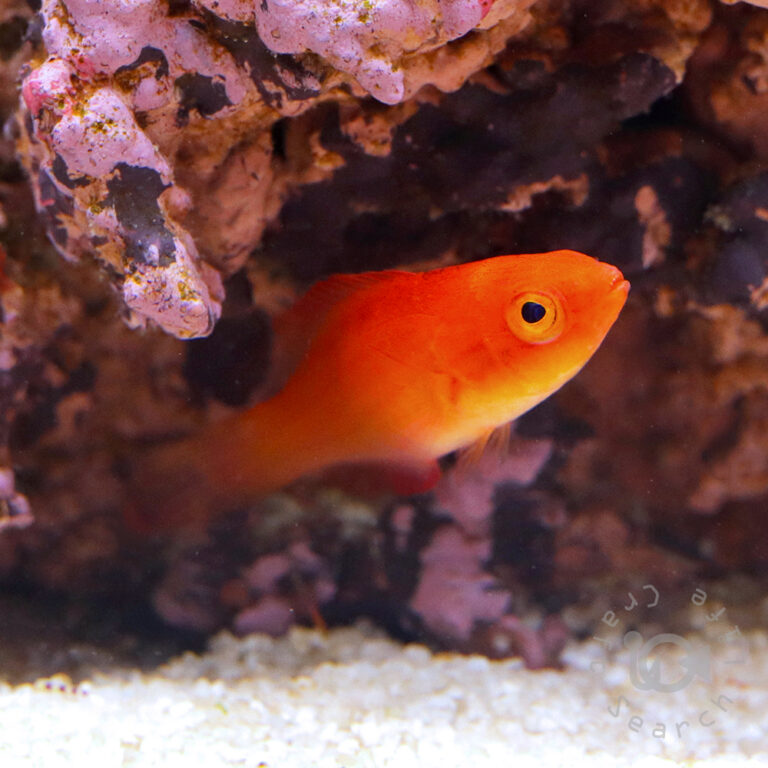 Magma-Fairy-Wrasse