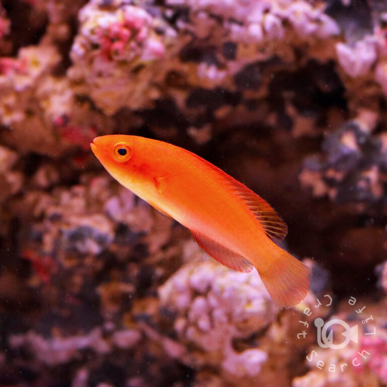Magma-Fairy-Wrasse