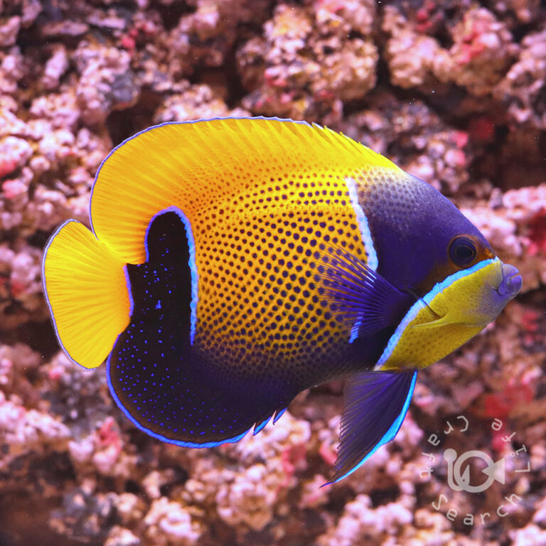 Majestic-Angelfish_LL