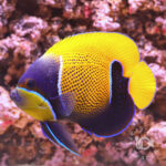 Majestic-Angelfish_LL