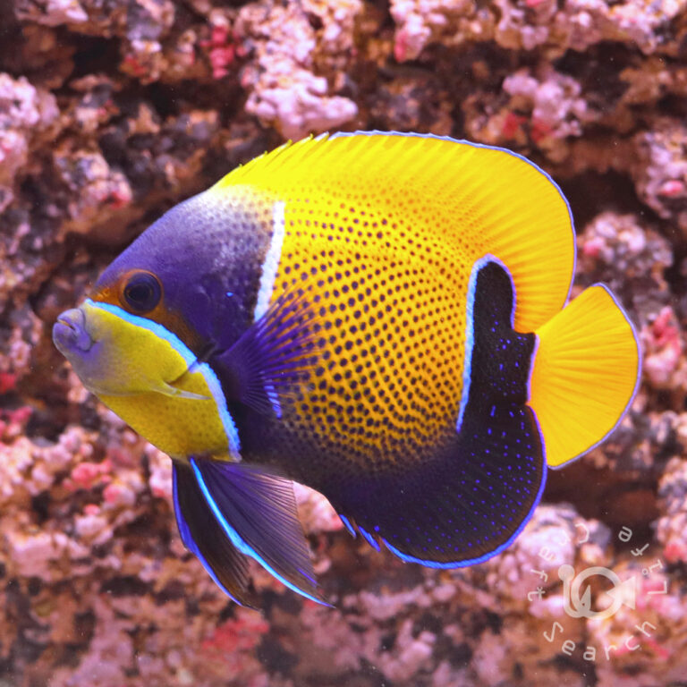 Majestic-Angelfish_LL