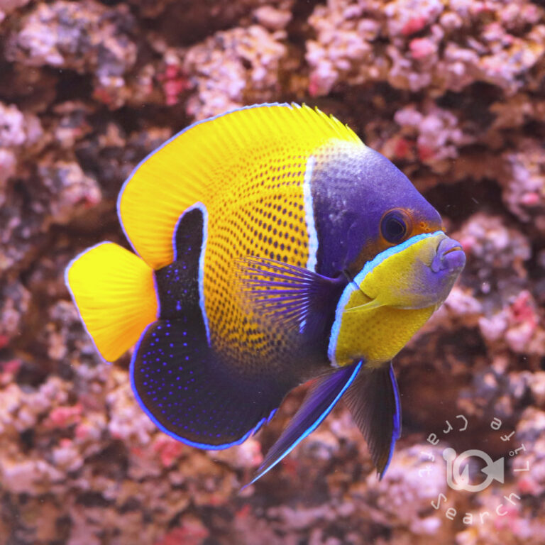 Majestic-Angelfish_LL