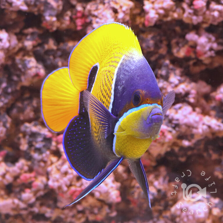 Majestic-Angelfish_LL