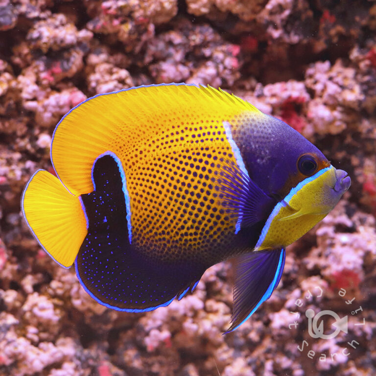 Majestic-Angelfish_LL