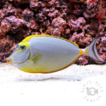 Orangespine-Unicornfish_LKA_LL