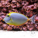 Orangespine-Unicornfish_LKA_LL