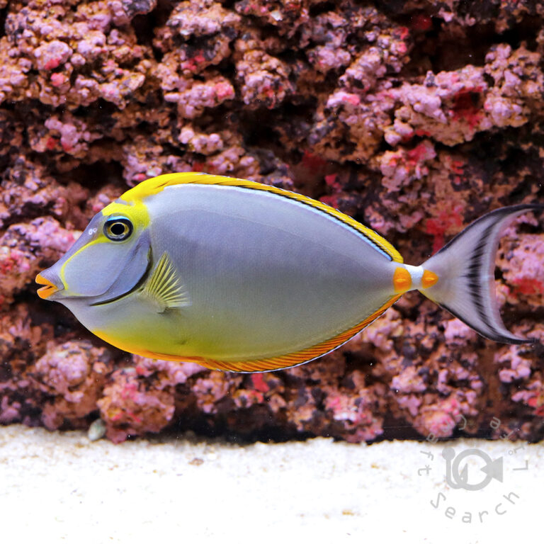 Orangespine-Unicornfish_LKA_LL