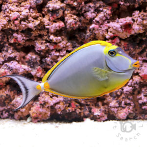 Orangespine-Unicornfish_LKA_LL