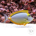 Orangespine-Unicornfish_LKA_LL