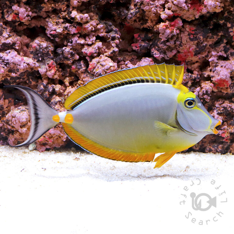 Orangespine-Unicornfish_LKA_LL