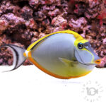 Orangespine-Unicornfish_LKA_3L