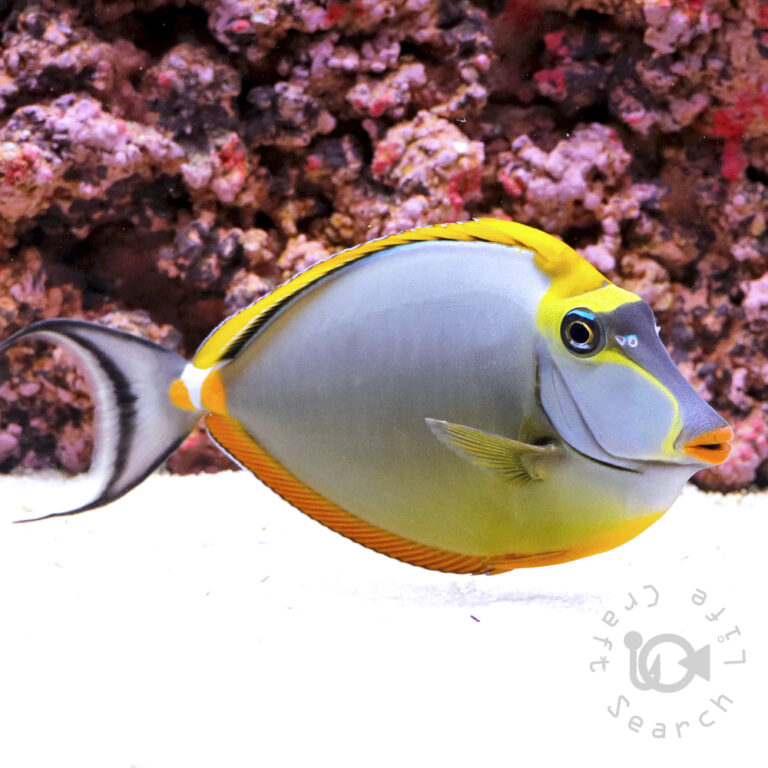 Orangespine-Unicornfish_LKA_3L