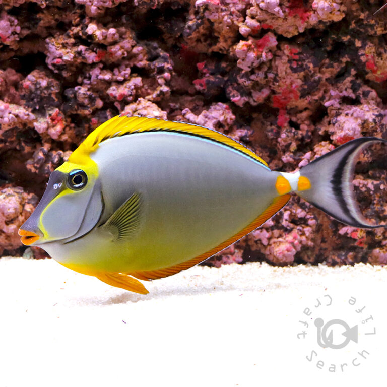 Orangespine-Unicornfish_LKA_3L