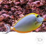 Orangespine-Unicornfish_LKA_3L