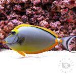 Orangespine-Unicornfish_LKA_3L