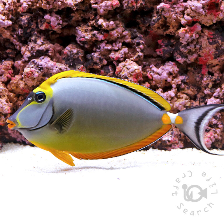 Orangespine-Unicornfish_LKA_3L