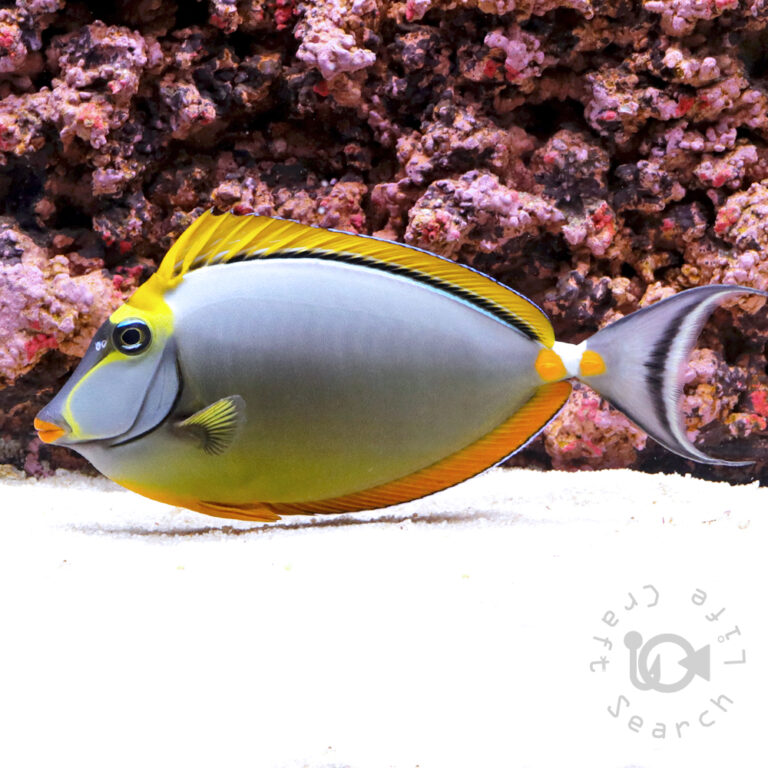 Orangespine-Unicornfish_LKA_3L