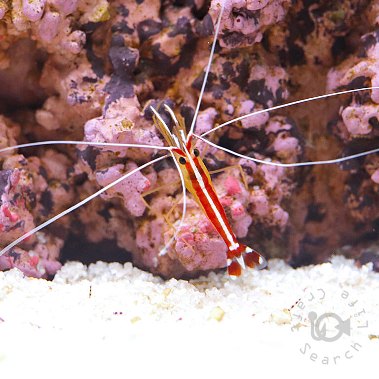 Pacific-Cleaner-Shrimp_S