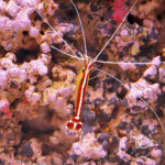 Pacific-Cleaner-Shrimp_S