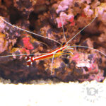 Pacific-Cleaner-Shrimp_S