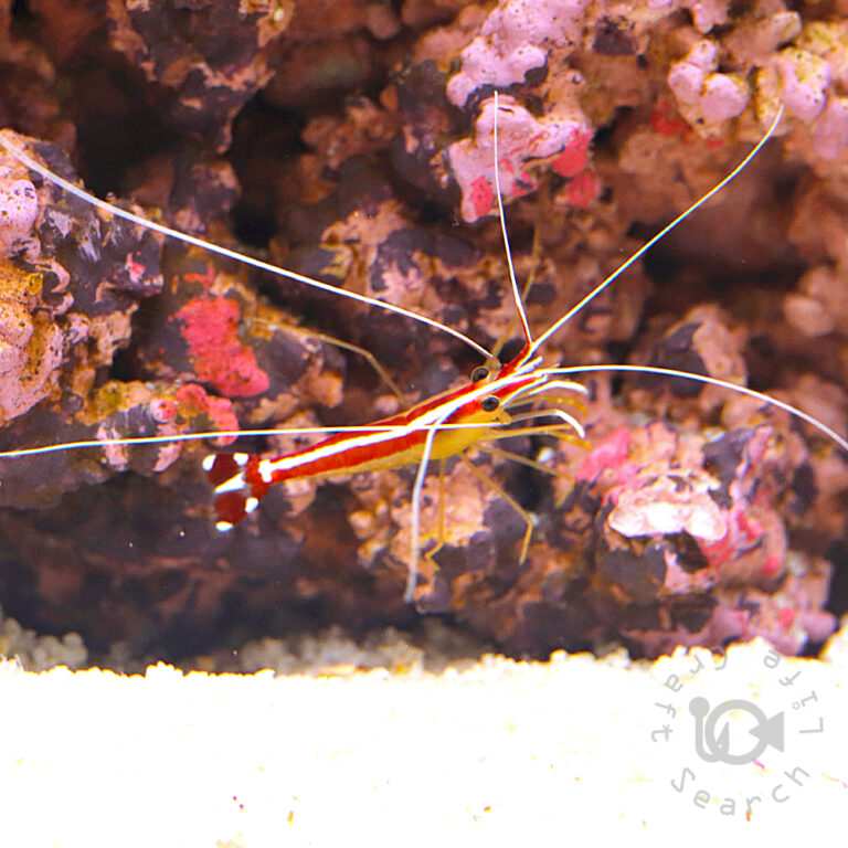 Pacific-Cleaner-Shrimp_S