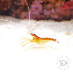 Pacific-Cleaner-Shrimp_S