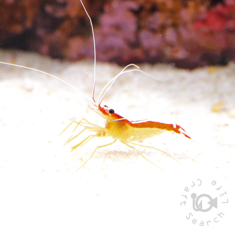 Pacific-Cleaner-Shrimp_S