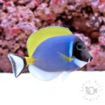 Powder-Blue-Tang_S