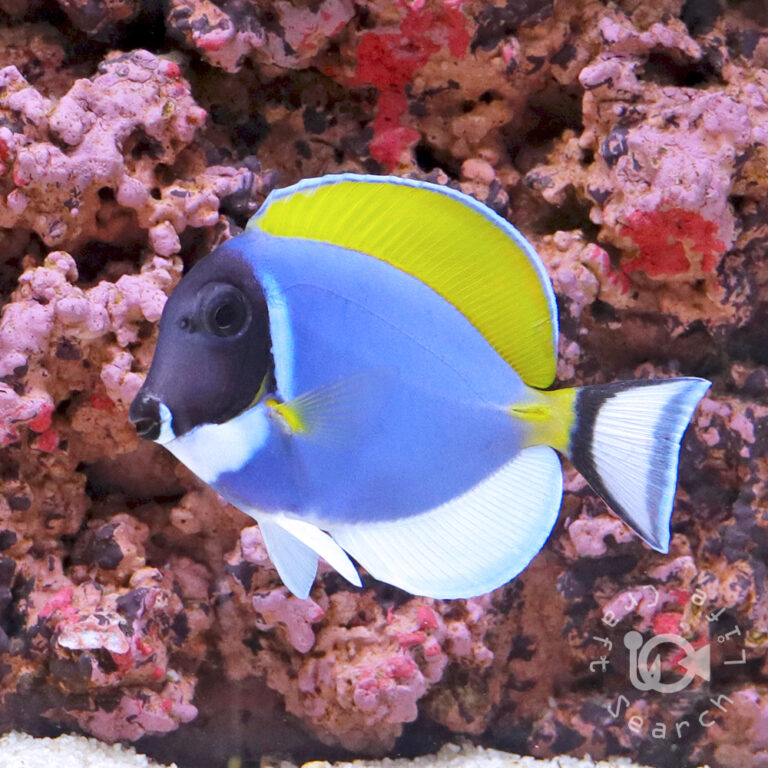Powder-Blue-Tang_S