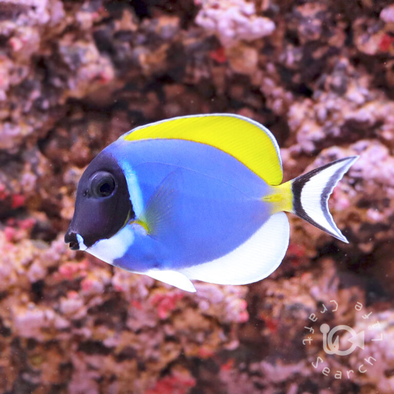 Powder-Blue-Tang_S