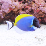 Powder-Blue-Tang_S