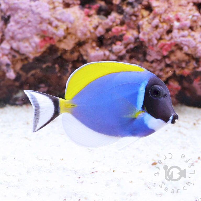 Powder-Blue-Tang_S